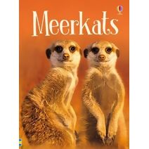 Meerkats (Beginners)