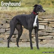 Greyhound Calendar 2018